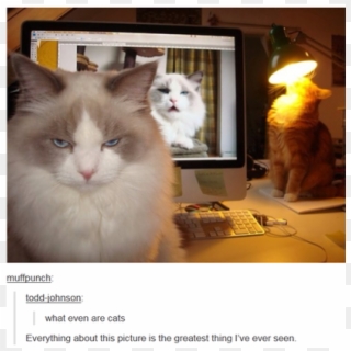 Cute Cats Videos - Cat Post Tumblr Funny, HD Png Download