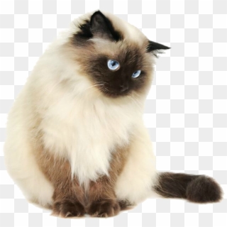 Pretty Cats Png - Siamese Cat Transparent Background, Png Download