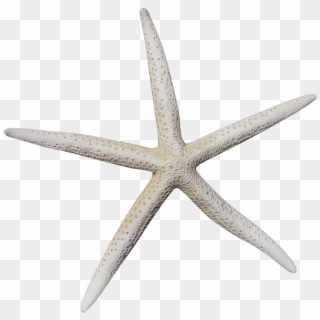White Starfish Png - Dry Starfish Png, Transparent Png