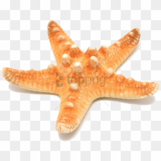 Free Png Starfish Png Png Image With Transparent Background - Starfish, Png Download