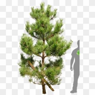 Tall Pine Tree Silhouette Png - Shortstraw Pine, Transparent Png