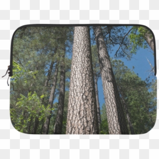 Tall Pine Trees Mt Lemmon Arizona Microsoft Surface - Grove, HD Png Download