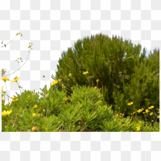 On The Desktop Background - Wildflower Png Yellow, Transparent Png