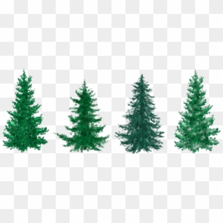 Evergreen - Line Of Christmas Trees Clipart, HD Png Download