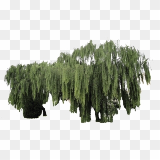 Willow Tree Png - Weeping Willow Cutout, Transparent Png