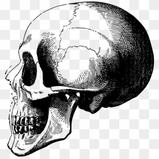 Screaming Skull Png - Head Skeleton Drawing, Transparent Png