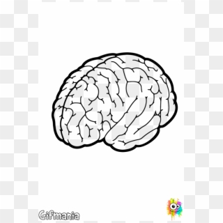 Cerebro Something Pinterest Brain - Black And White Brain, HD Png Download