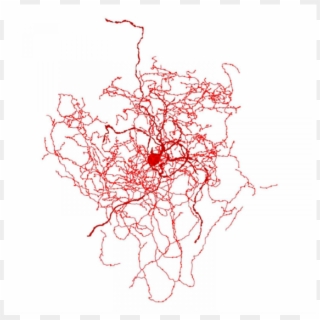 Descubren Nuevo Tipo De Células En El Cerebro - Rosehip Neuron, HD Png Download
