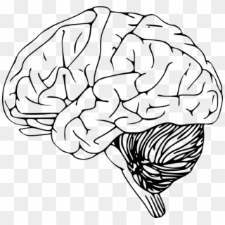 Cerebro Desenho Png - Brain Clip Art, Transparent Png