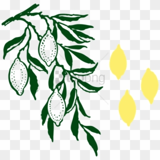 Albero Di Limone Png Image With Transparent Background - Olive Branch Clip Art, Png Download