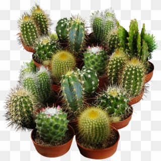 Cactus Seeds For Planting - San Pedro Cactus, HD Png Download