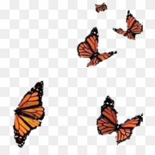 Borboletas Sticker - Butterfly Effect Photo Editing, HD Png Download
