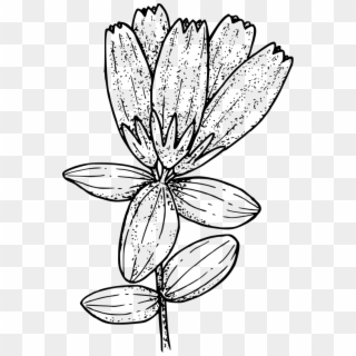 Oregon Clipart Free For Download - Bottle Gentian Line Drawing, HD Png Download