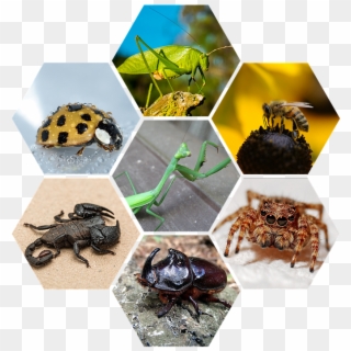 Bugs, Scorpion, Grasshopper, Praying Mantis, Spider - Страшний Скорпіон На Заставку, HD Png Download