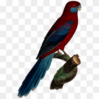Budgerigar Parrot Crimson Rosella Parakeet Macaw - Rosellas, HD Png Download