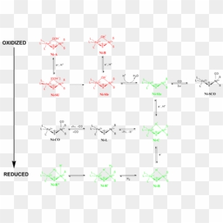 Different Redox States Of [nife] Hydrogenase's Metal - Hydrogenase Mechanism, HD Png Download