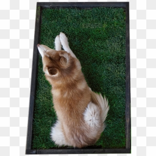 Guardian Doggybox - Aerial View - Cat Yawns, HD Png Download