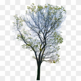 Tree Png - Transparent Background Png, Png Download