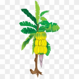 My Illustration Of The Banana Tree From Sun's Eye An - Banana Tree Png Images Hd, Transparent Png