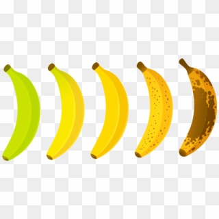 Lavida Banana The Banana Paradise - Banana Ripeness Chart, HD Png Download