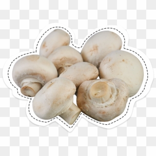 Button Mushroom, The Famous, Back To Its Origins - Champignon Png, Transparent Png