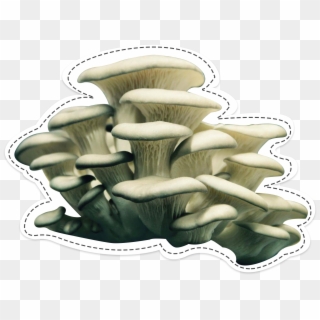 Oyster Mushroom, The Surprising, HD Png Download