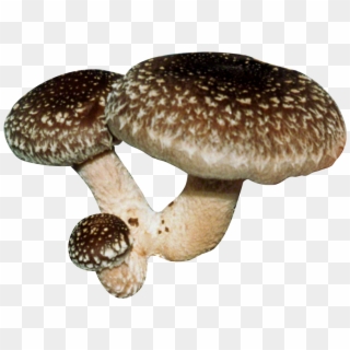 Shiitake Mushroom Png Transparent Background, Png Download