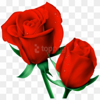Download Red Large Painted Roses Png Images Background - 2 Red Rose Png, Transparent Png