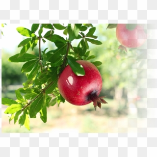 Use Of Pomegranate - Pomegranate Tree, HD Png Download