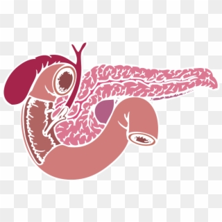 Liver - Cartoon Pancreas Transparent Background, HD Png Download