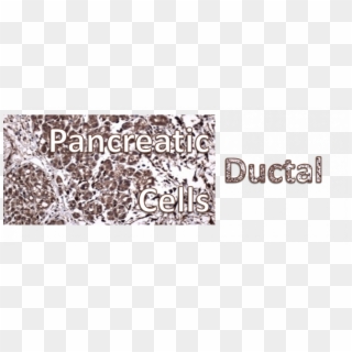 Ductal Cells Header - Graphic Design, HD Png Download