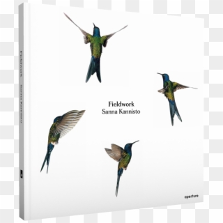 Next Prev - Hummingbird, HD Png Download