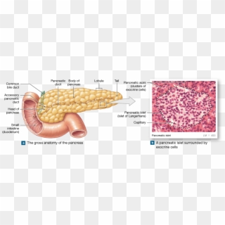 The Pancreas Is Both An Exocrine Organ And An Endocrine - Anatomical And Histological Features Of The Pancreas, HD Png Download
