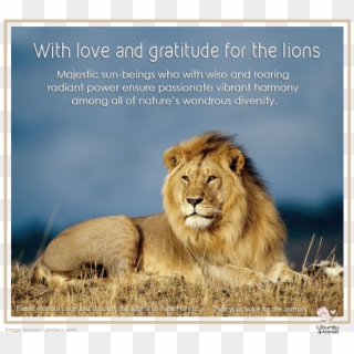 Together In Creation - Lion Images Download, HD Png Download