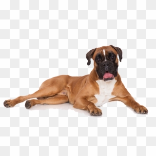 Boxer Dog Transparent Background, HD Png Download