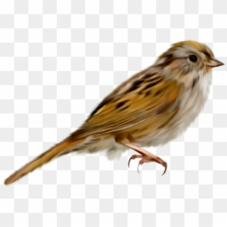 Download Sparrow Png Transparent Images Transparent - Imagen De Pajaros Png, Png Download