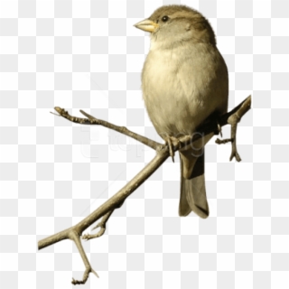 Free Png Download Sparrow On Double Branche Png Images - Sparrow Png, Transparent Png