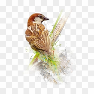 Sparrow Png Image - World Sparrow Day 2019, Transparent Png