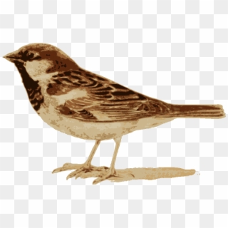 Input Sparrow, HD Png Download