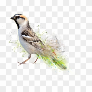 World Sparrow Day 2019, HD Png Download