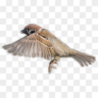 Sparrow Clipart Transparent Background - Flying House Sparrow Png, Png Download