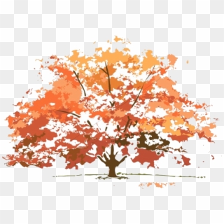 Fall Tree Colors Maple Nature Clipart Transparent Png - Trees Look In Different Seasons, Png Download
