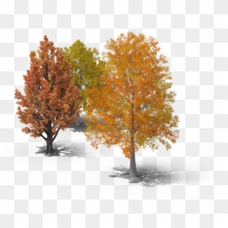 Tree Pruning And Tree Trimming - Maple, HD Png Download