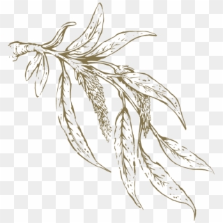 Willow Drawing Leaf Transparent Png Clipart Free Download - White Willow Bark Leaves Png, Png Download