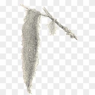 Spanish Moss Clipart Freeuse Download - Transparent Spanish Moss Png, Png Download