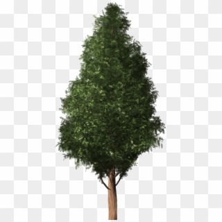 Red Cedar Tree Png, Transparent Png