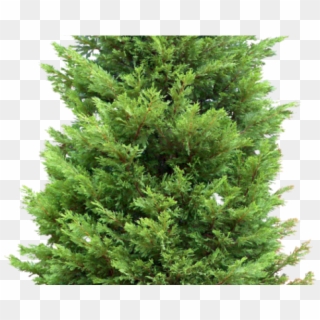 Fir Tree Clipart Cypress - Spruce Tree With No Background, HD Png Download
