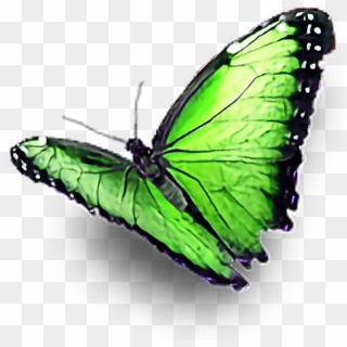 #green #butterfly #ftestickers - Lycaenid, HD Png Download