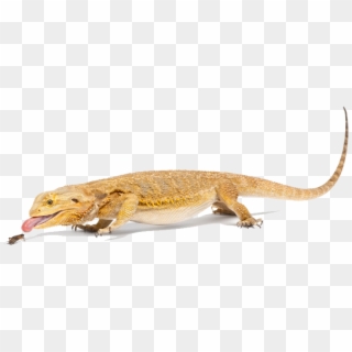 Bearded Dragon Png File - Transparent Background Bearded Dragon, Png Download