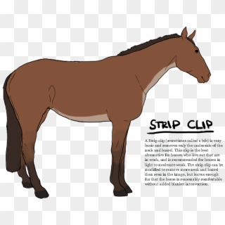 Horse Clip Bib - Strip Clip For Horses, HD Png Download
